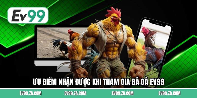 Ưu điểm nhận được khi tham gia đá gà EV99 
